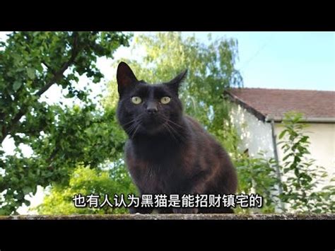 黑貓 寓意|黑猫的寓意及象征